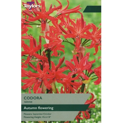 Taylors Nerine Codora