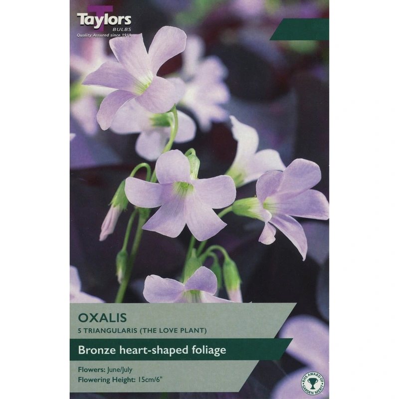 Taylors Oxalis Triangularis (The Love Plant)