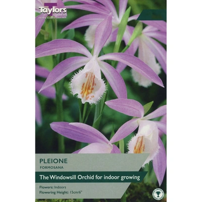 Taylors Pleione Formosana