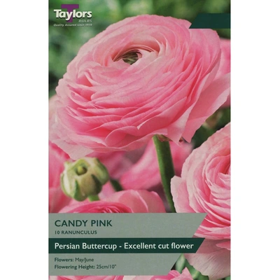 Taylors Ranunculus Candy Pink