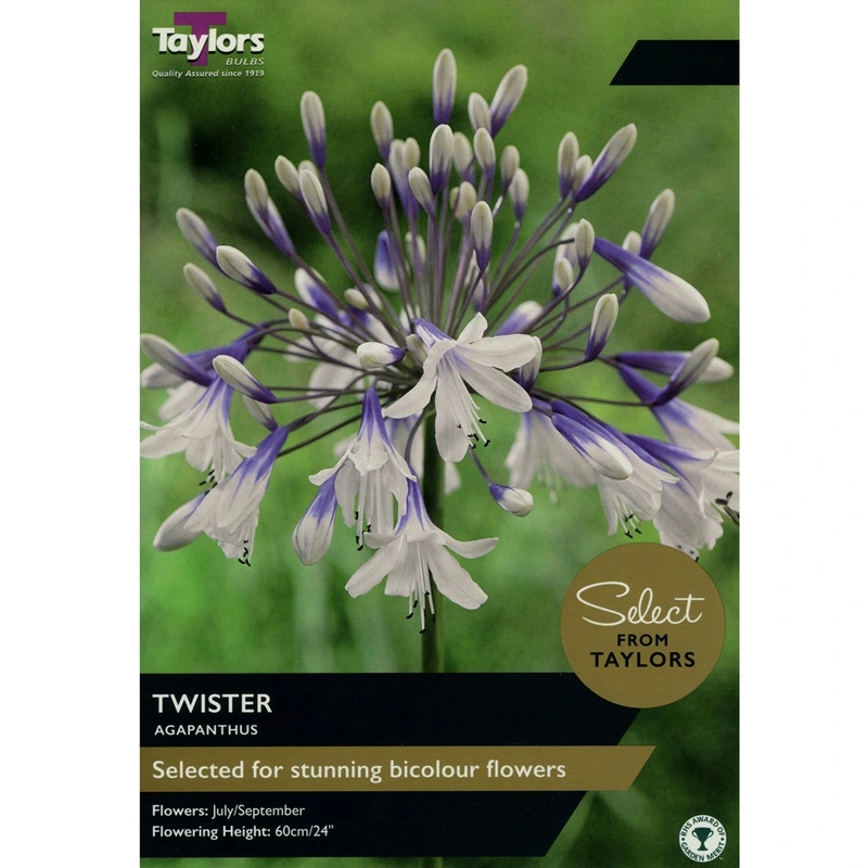 Taylors Select Agapanthus Twister