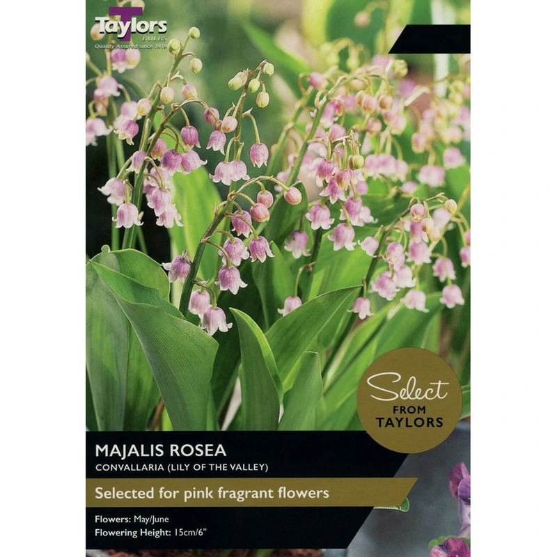 Taylors Select Convallaria Majalis Rosea (Lily of the Valley)