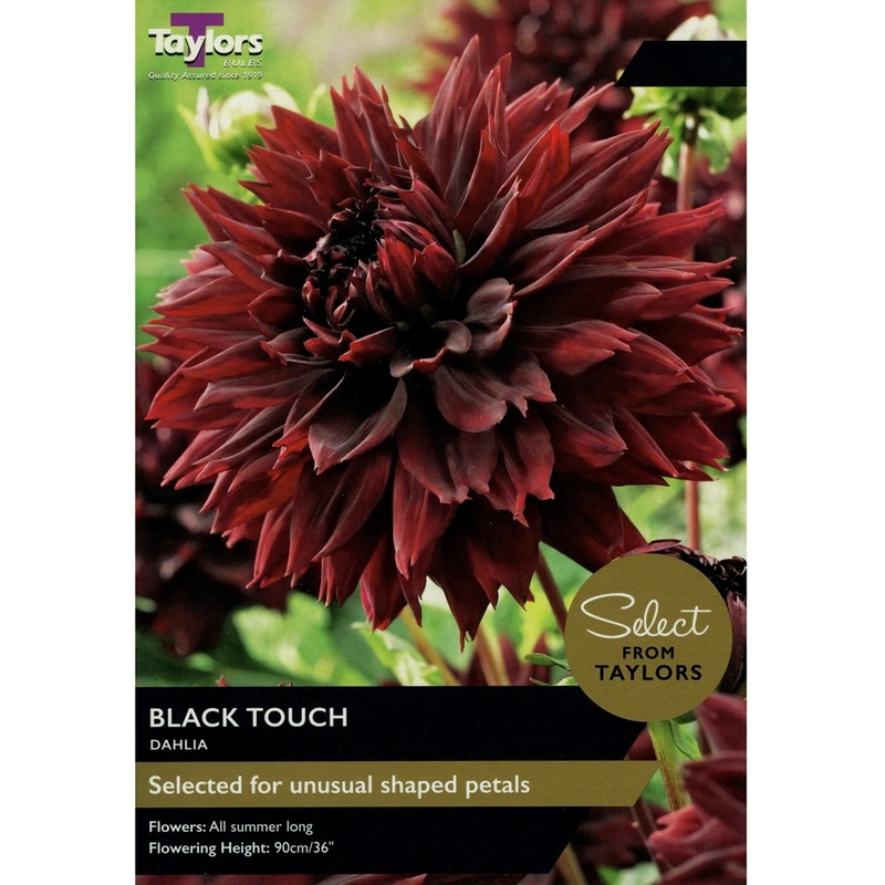 Taylors Select Dahlia Black Touch