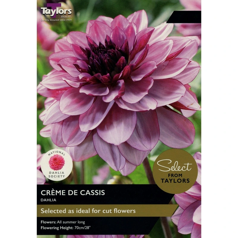 Taylors Select Dahlia Creme De Cassis