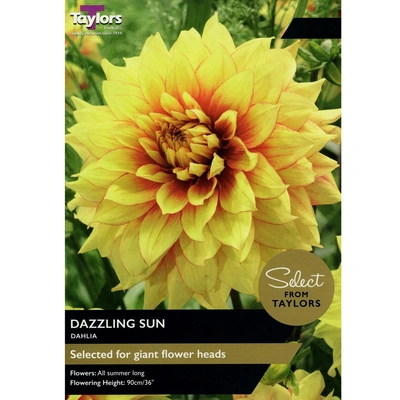 Taylors Select Dahlia Dazzling Sun