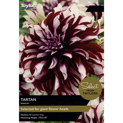 Taylors Select Dahlia Tartan