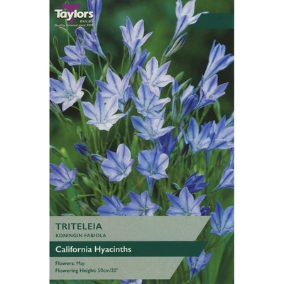 Taylors Triteleia Koningin Fabiola