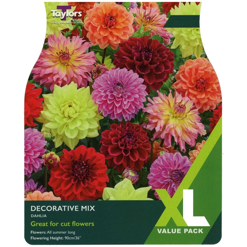 Taylors XL Value Dahlia Decorative Mixed