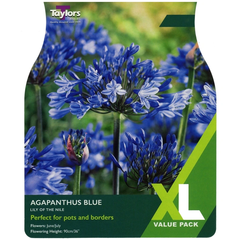 Taylors XL Value Agapanthus Blue