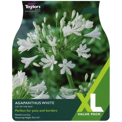 Taylors XL Value Agapanthus White