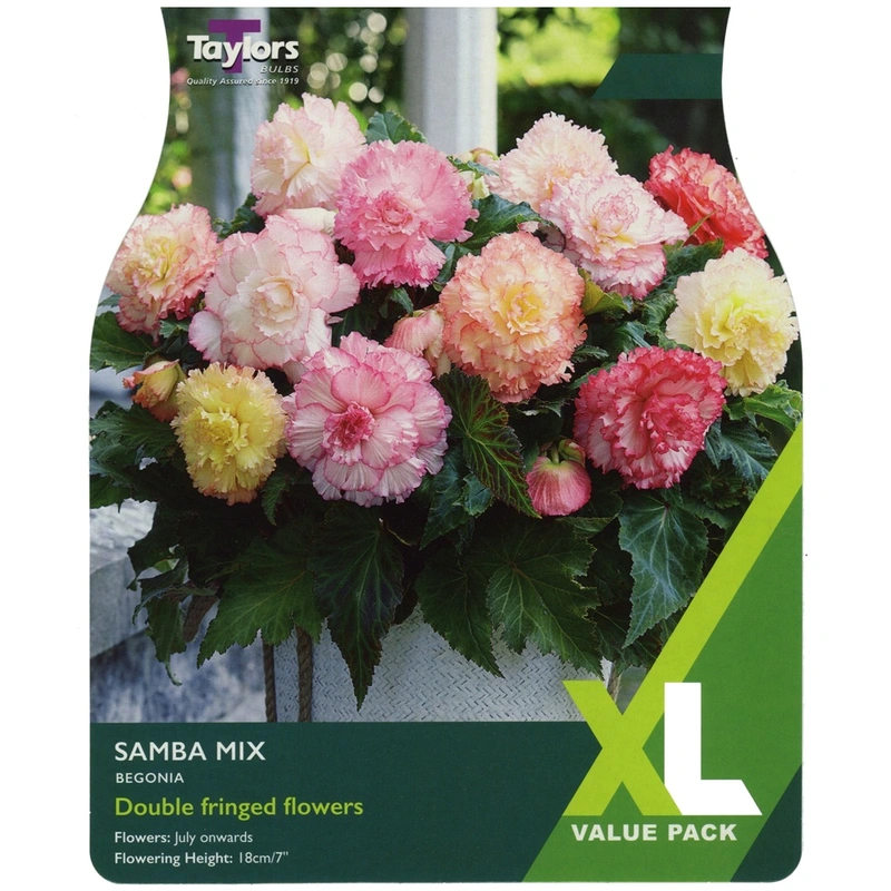 Taylors XL Value Begonia Samba Mixed