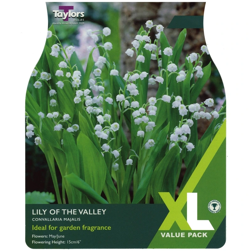 Taylors XL Value Lily Of The Valley