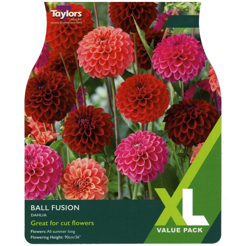 Taylors XL Value Dahlia Ball Fusion