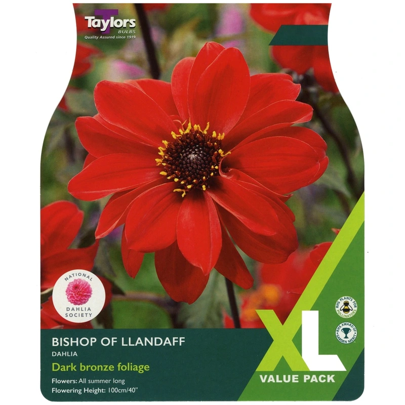 Taylors XL Value Dahlia Bishop Of Llandaff