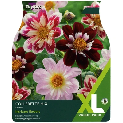 Taylors XL Value Dahlia Collerette Mixed