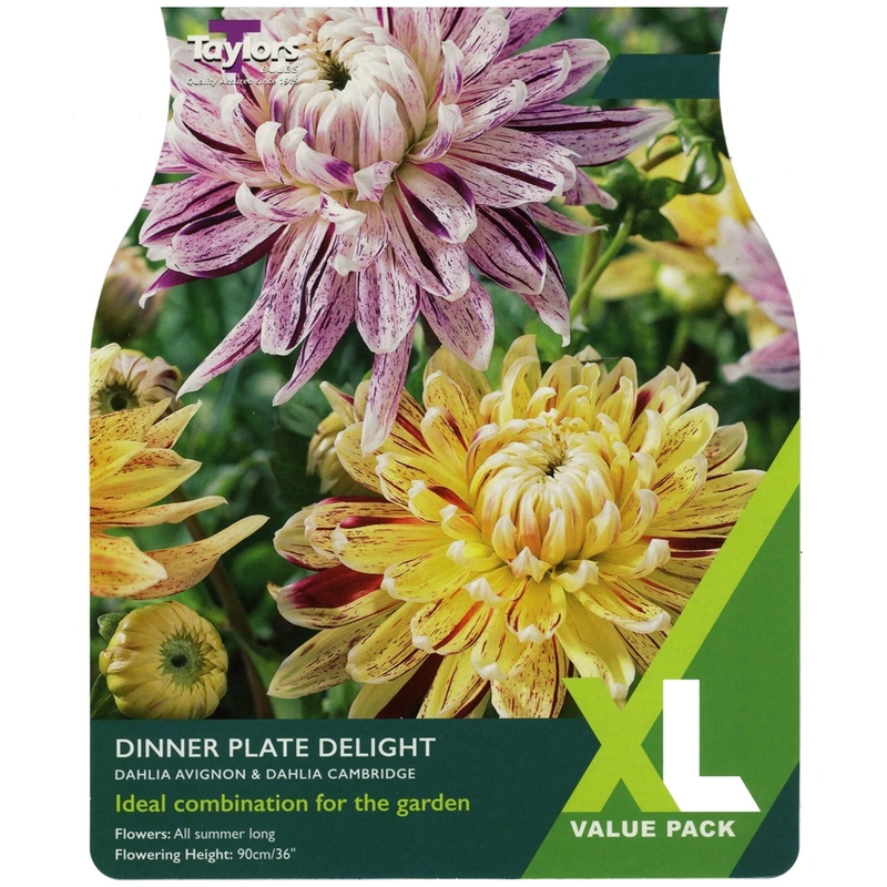 Taylors XL Value Dahlia Dinner Plate Delight