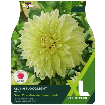 Taylors XL Value Dahlia Kelvin Floodlight