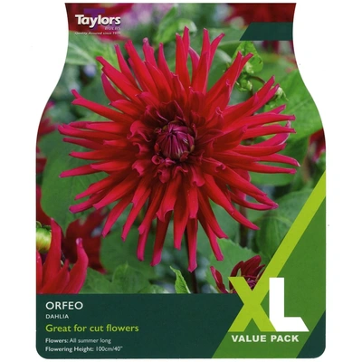 Taylors XL Value Dahlia Orfeo