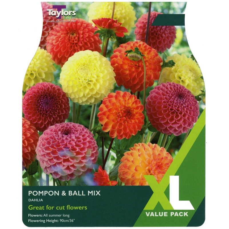 Taylors XL Value Dahlia Pompon & Ball