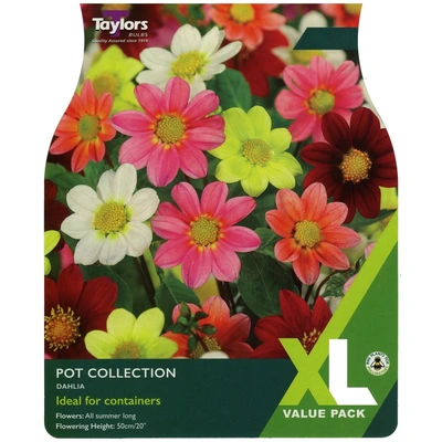 Taylors XL Value Dahlia Pot Collection