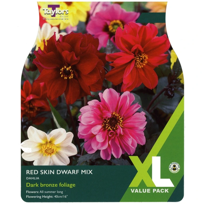 Taylors XL Value Dahlia Red Skin Dwarf Mix