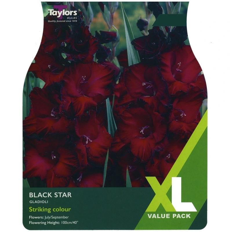 Taylors XL Value Gladioli Black Star