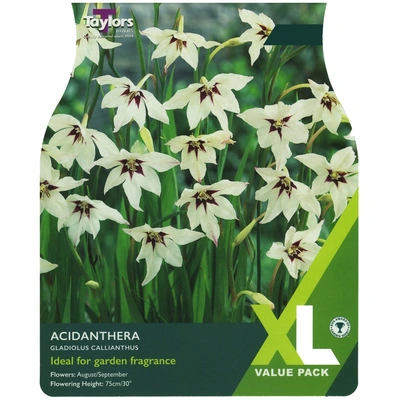 Taylors XL Value Acidanthera Gladiolus Callianthus