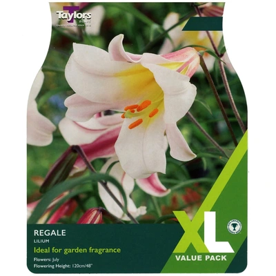 Taylors XL Value Lilium Regale