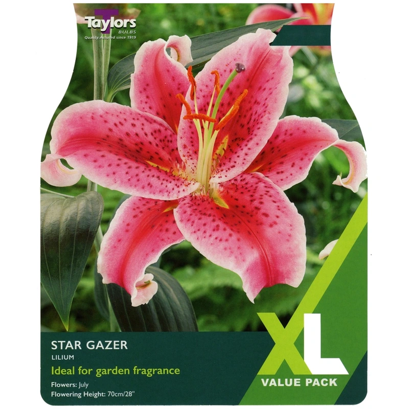 Taylors XL Value Lilium Star Gazer