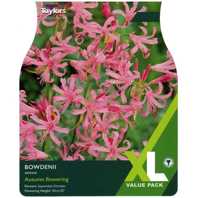 Taylors XL Value Nerine Bowdenii