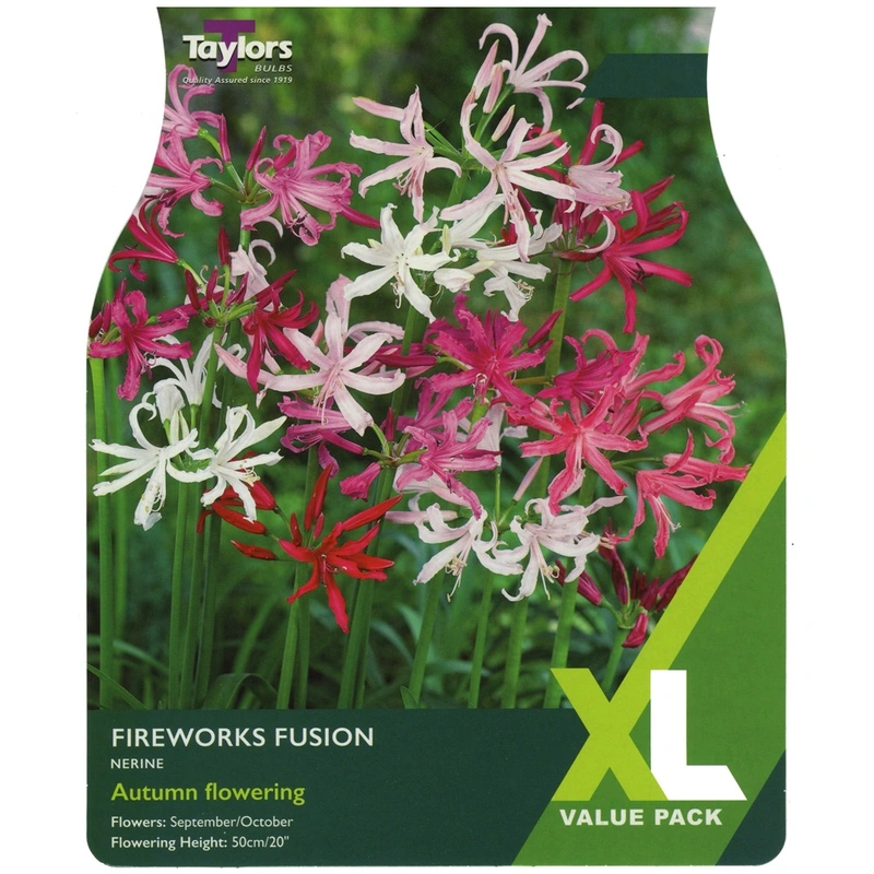 Taylors XL Value Nerine Fireworks Fusion