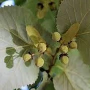 Tilia tomentosa Brabant