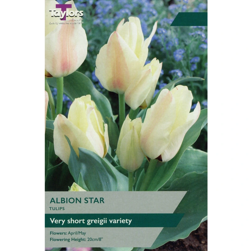 Taylors Tulip Albion Star