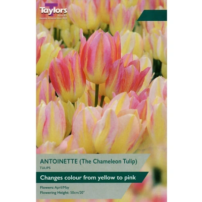 Taylors Tulip Antoinette