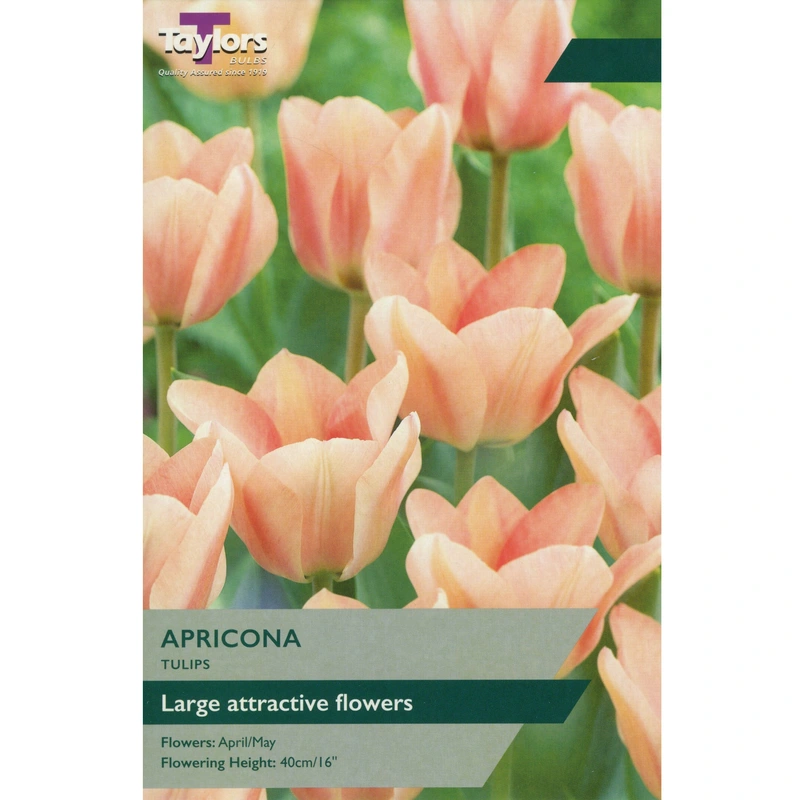 Taylors Tulip Apricona