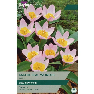 Taylors Tulip Bakeri Lilac Wonder