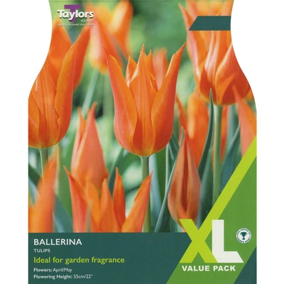 Taylors XL Tulip Ballerina