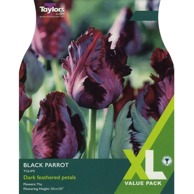 Taylors XL Tulip Black Parrot