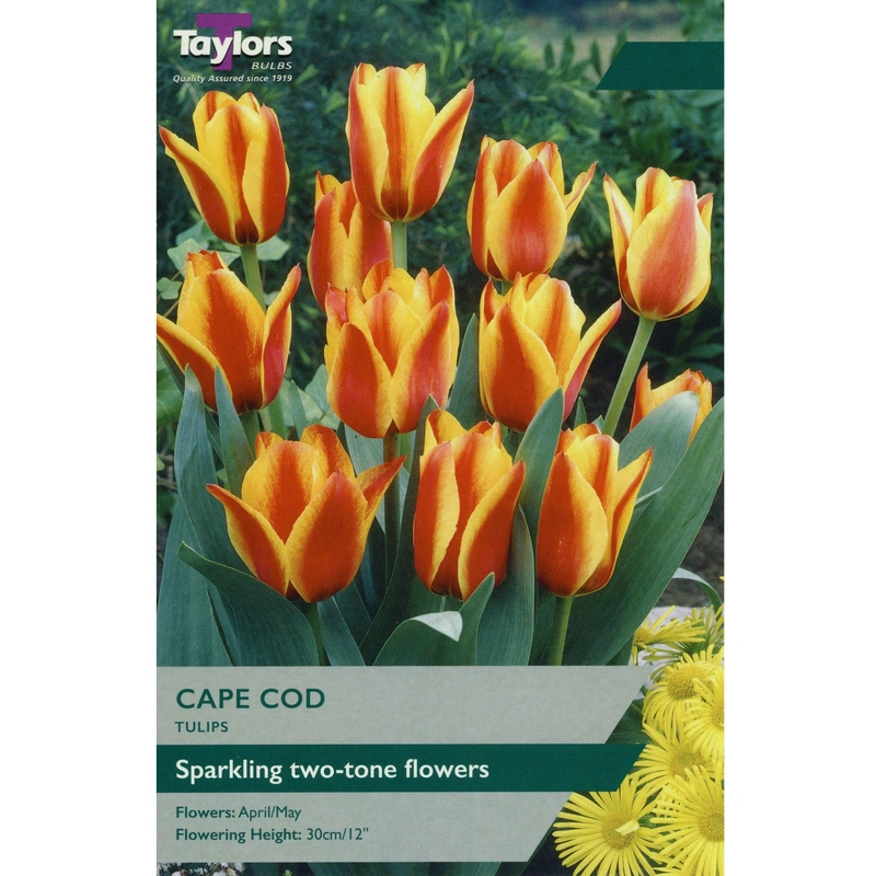 Taylors Tulip Cape Cod