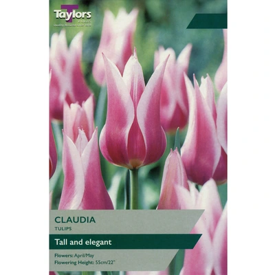 Taylors Tulip Claudia