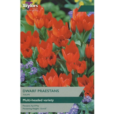 Taylors Tulip Dwarf Praestans