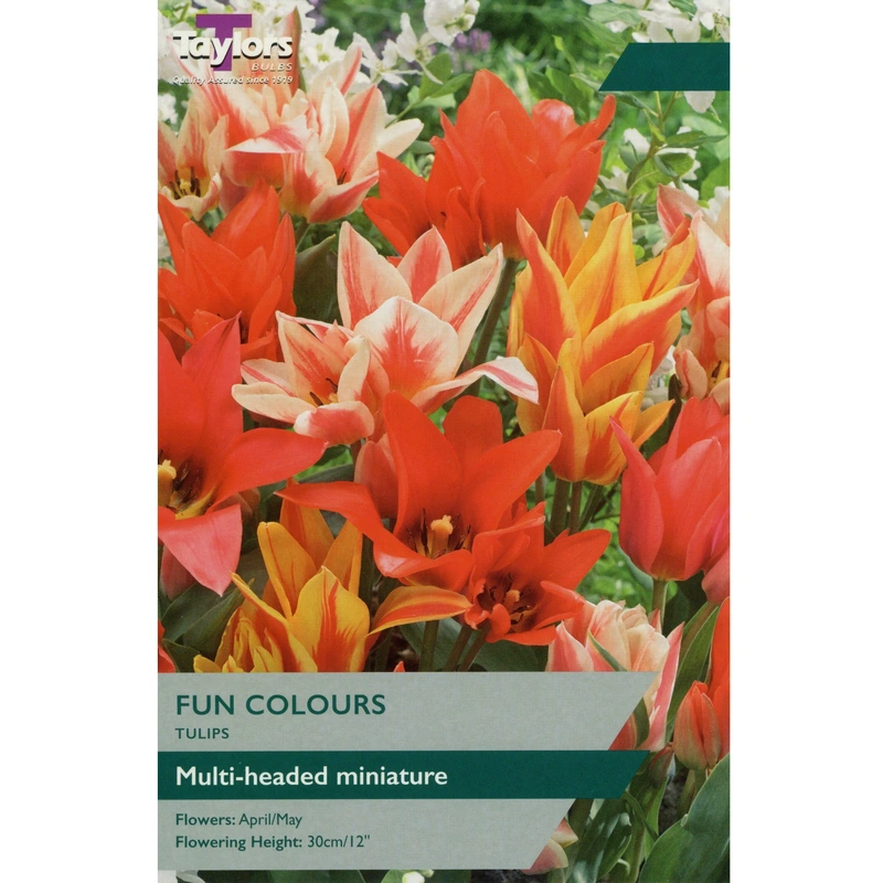 Taylors Tulip Fun Colours