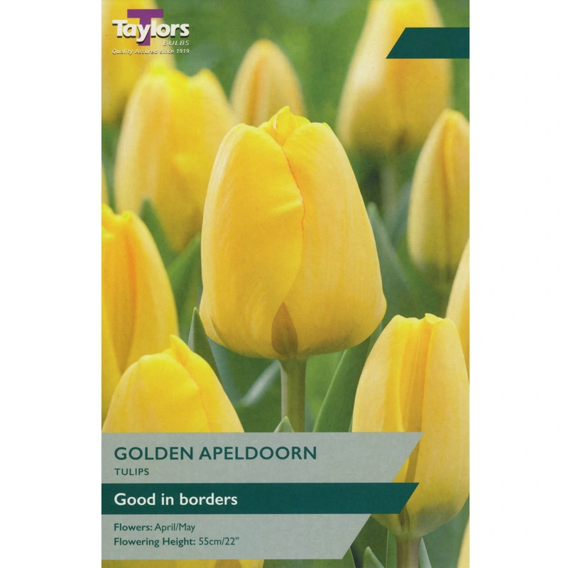 Taylors Tulip Golden Apeldoorn