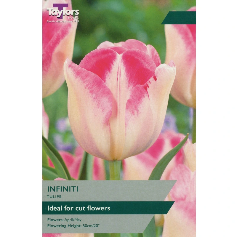 Taylors Tulip Infiniti