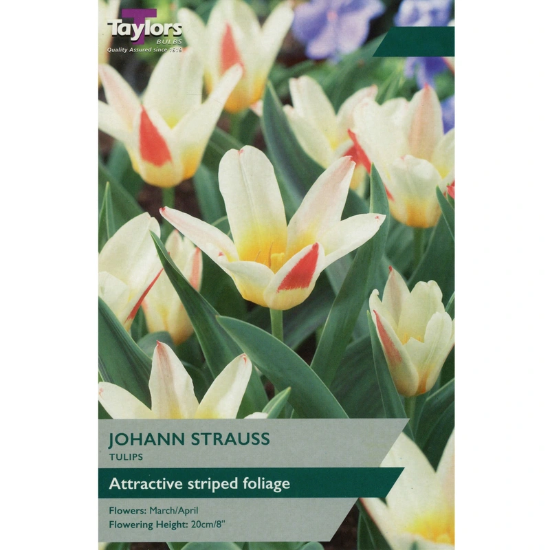 Taylors Tulip Johann Strauss