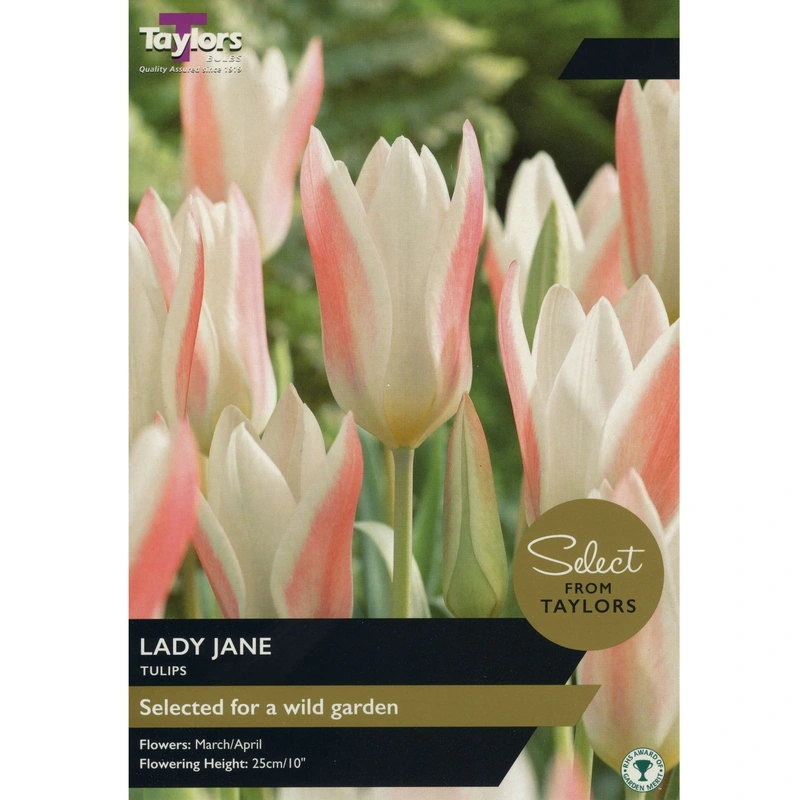 Taylors Select Tulip Lady Jane