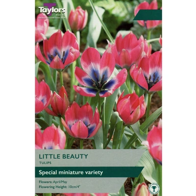 Taylors Tulip Little Beauty