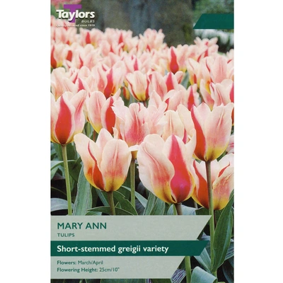 Taylors Tulip Mary Ann