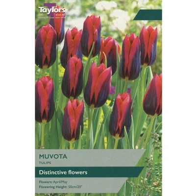 Taylors Tulip Muvota