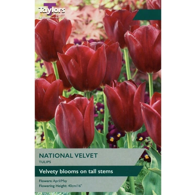 Taylors Tulip National Velvet